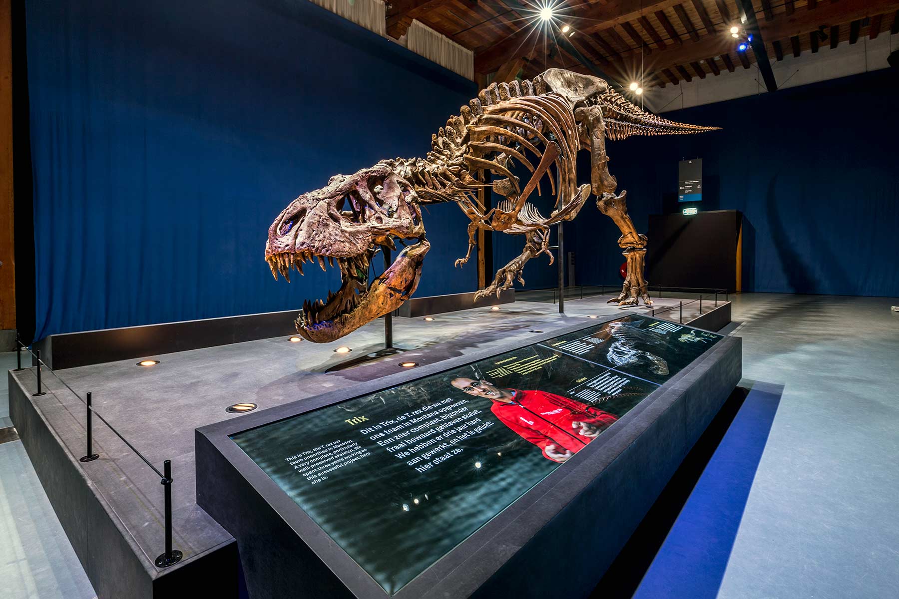 T-rex in Town - Naturalis