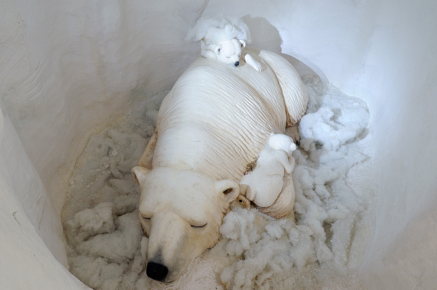 Diergaarde Blijdorp - Arctica