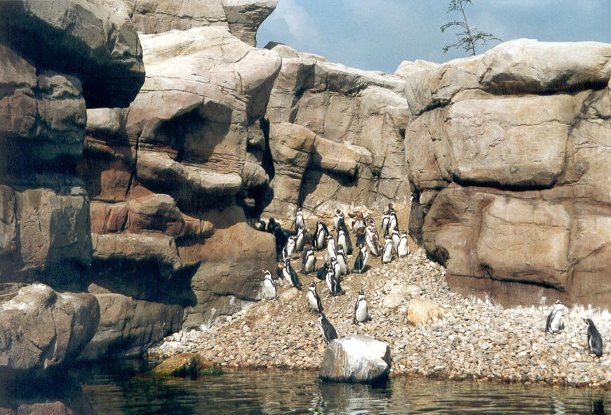 Noorderdierenpark Emmen - pinguin rots