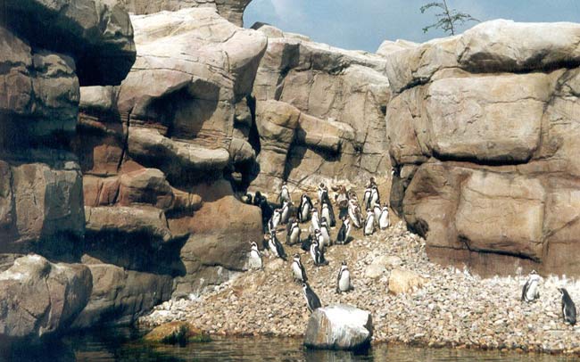 Pinguïn rots