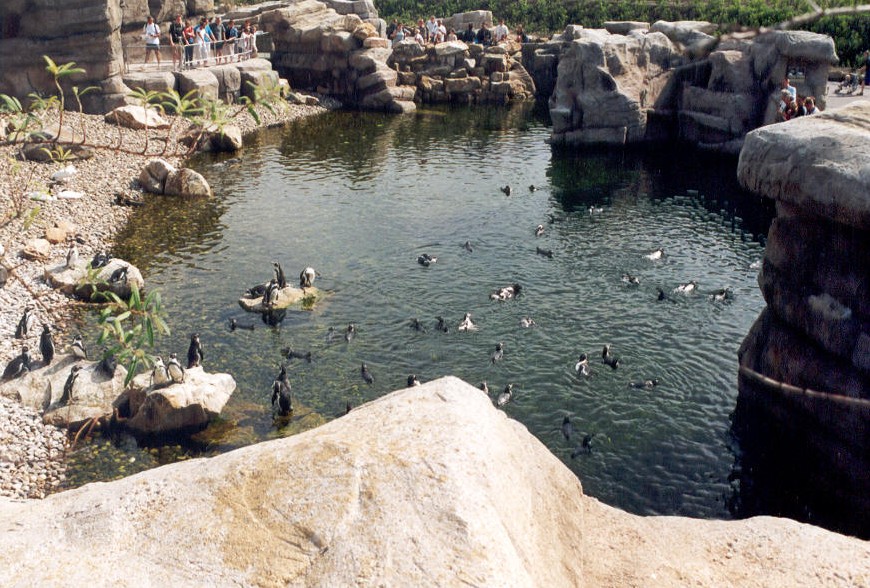 Noorderdierenpark Emmen - pinguin rots